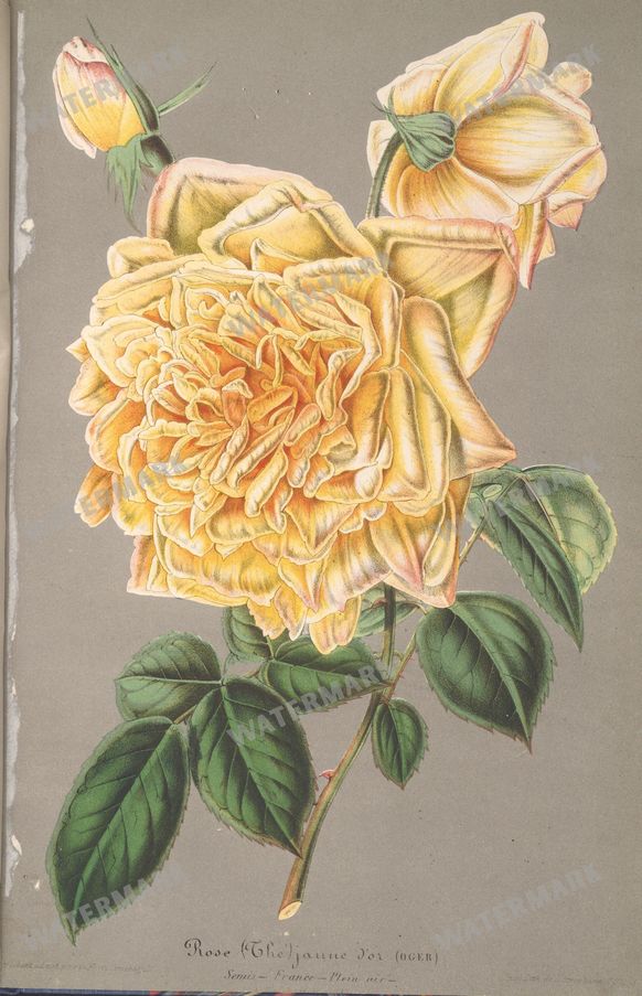 Botanical Vintage Prints