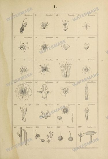Botanical Vintage Prints