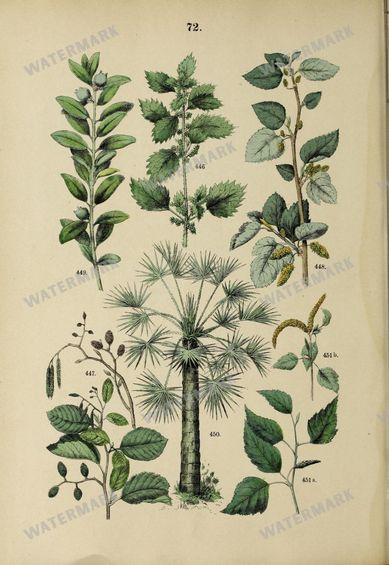 Botanical Vintage Prints
