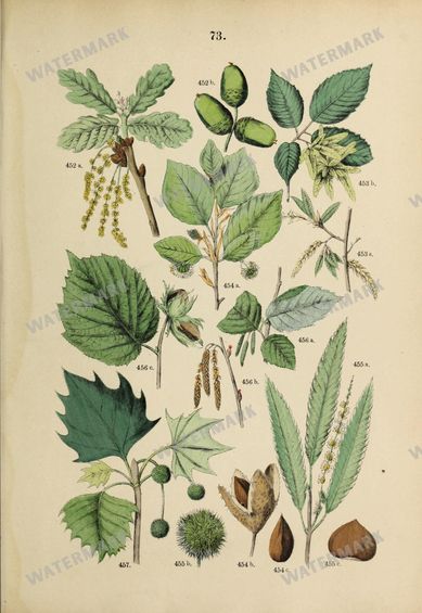 Botanical Vintage Prints