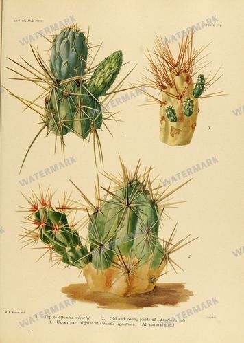 Cactus Vintage Prints