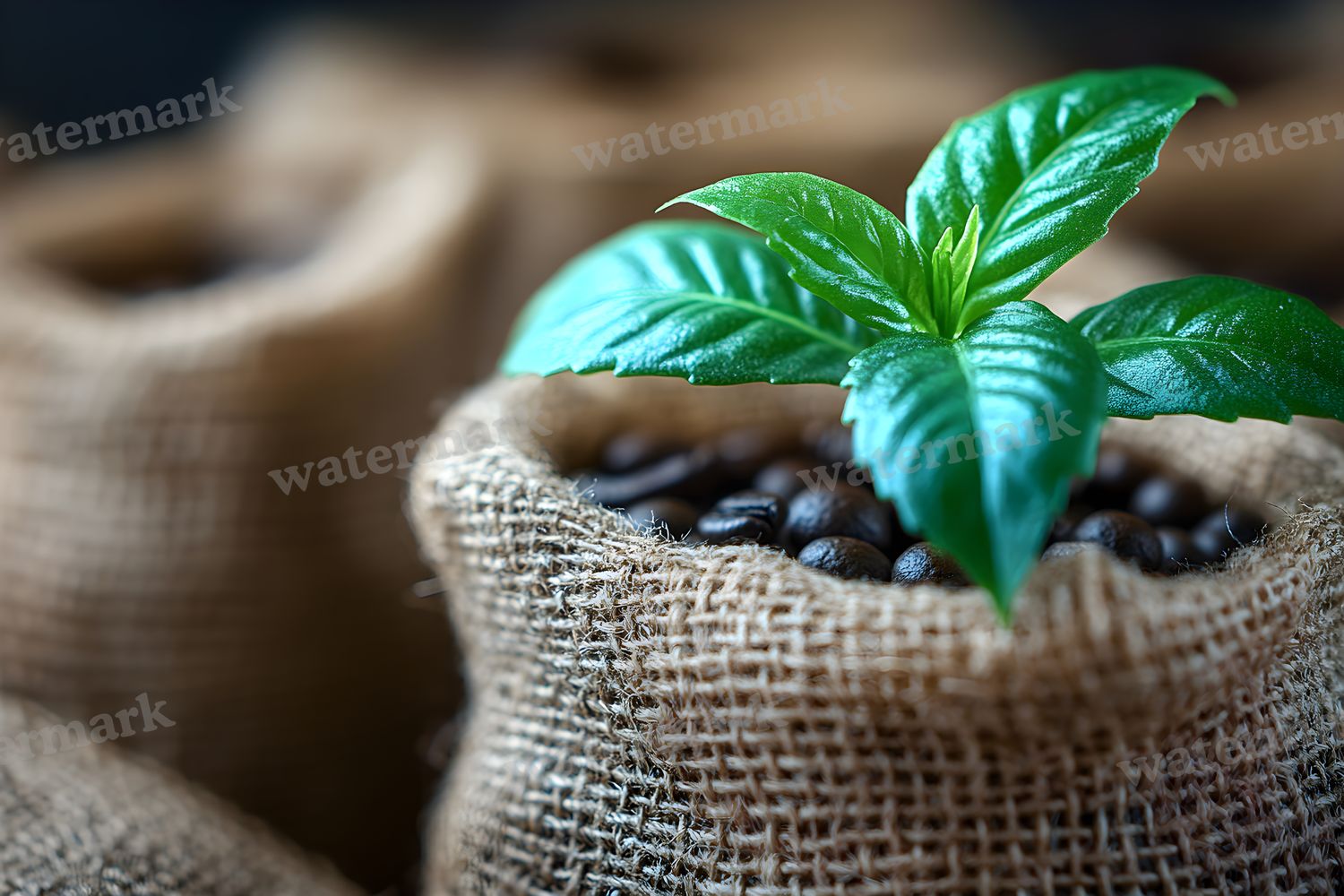 Coffee Shop Setting Backdrop Images