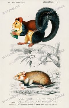 Dictionnaire Universel Dhistoire Naturelle Vintage Prints