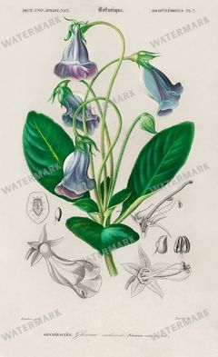 Dictionnaire Universel Dhistoire Naturelle Vintage Prints