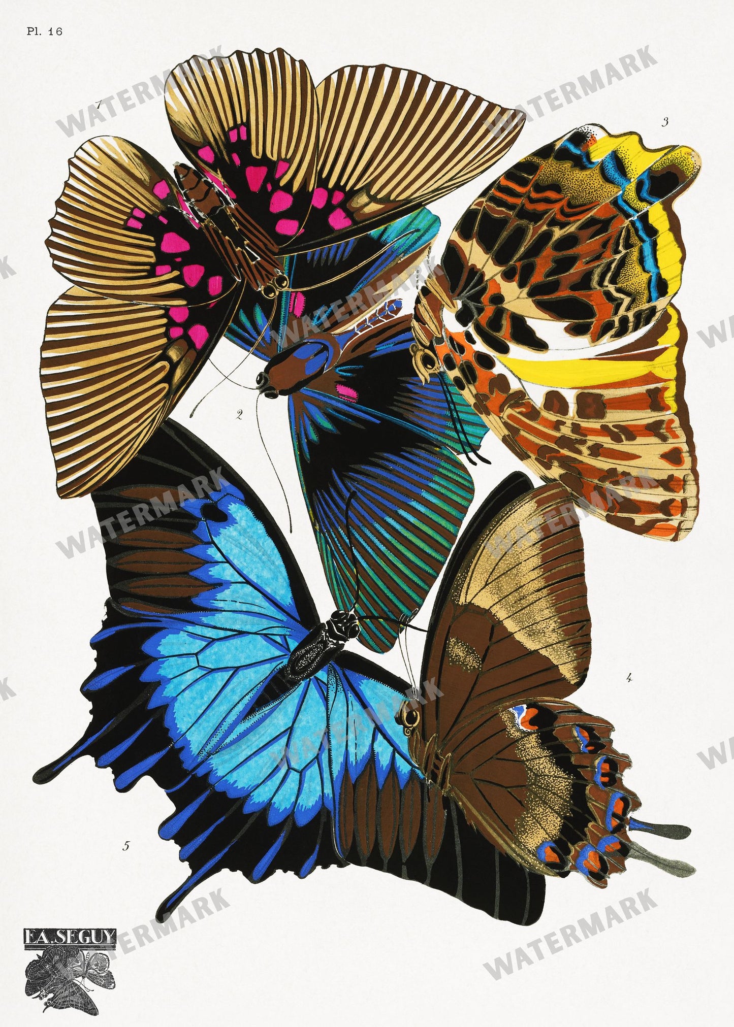 E A Seguy Vintage Prints