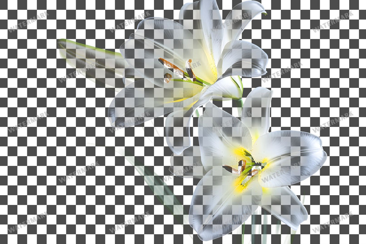 Easter Lilies Transparent Overlay Pngs