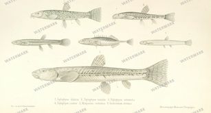 Fauna Vintage Prints