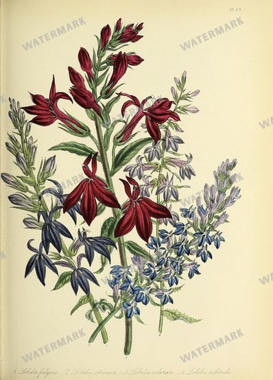 Floral Vintage Prints
