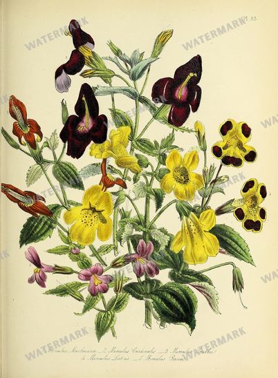 Floral Vintage Prints