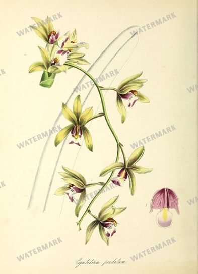 Floral vintage illustration, printable digital download, image 16