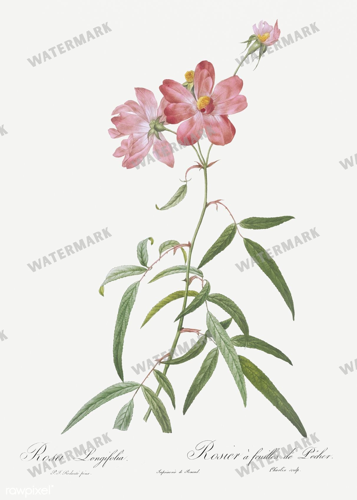 Floral Vintage Prints