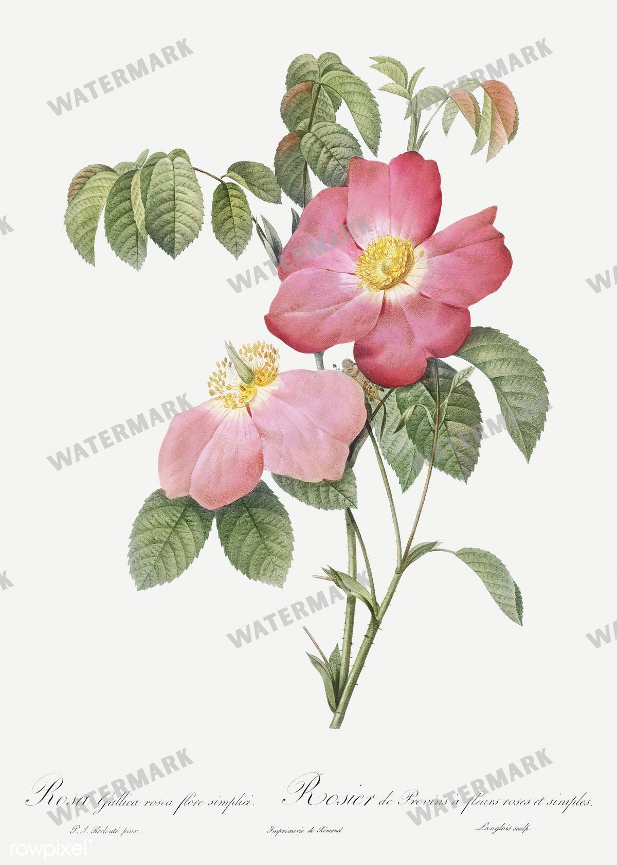 Floral Vintage Prints
