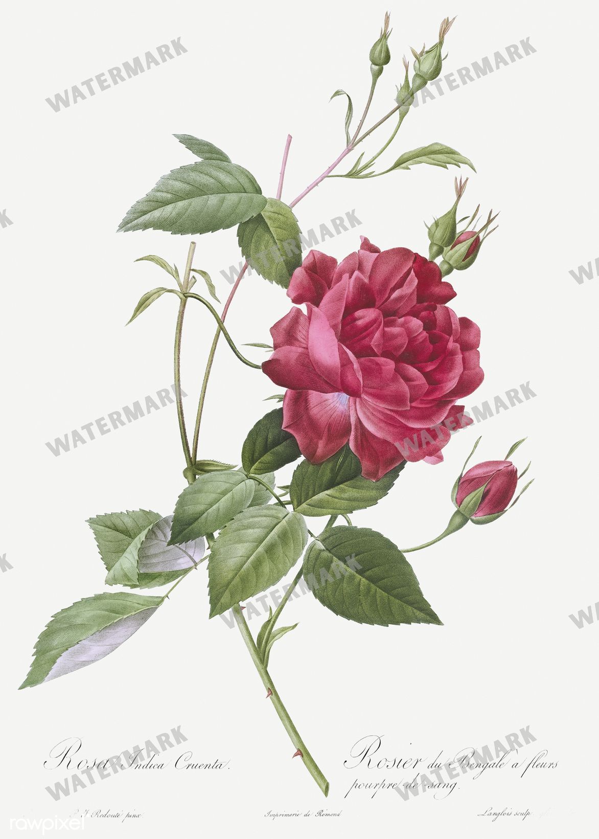 Floral Vintage Prints