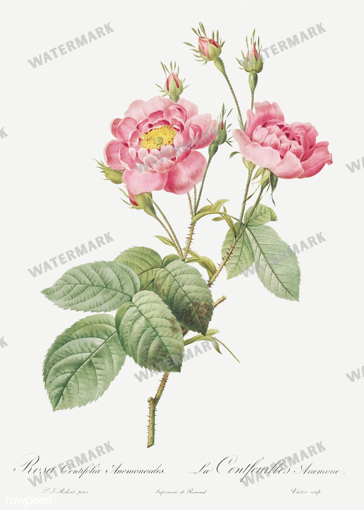 Floral vintage illustration, printable digital download, image 16