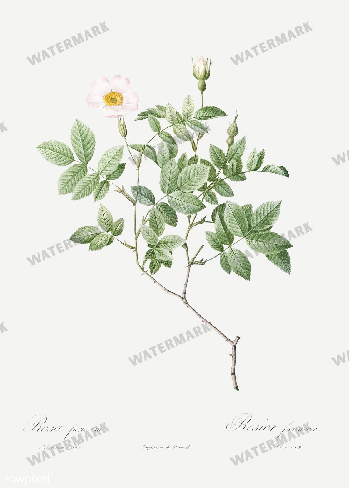Floral vintage illustration, printable digital download, image 16