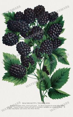 Folio Of Botanical Specimen Vintage Prints
