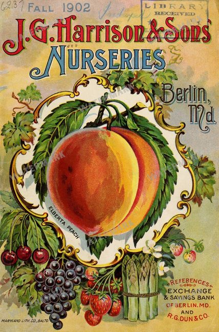 Fruit And Vegetables Vintage Prints