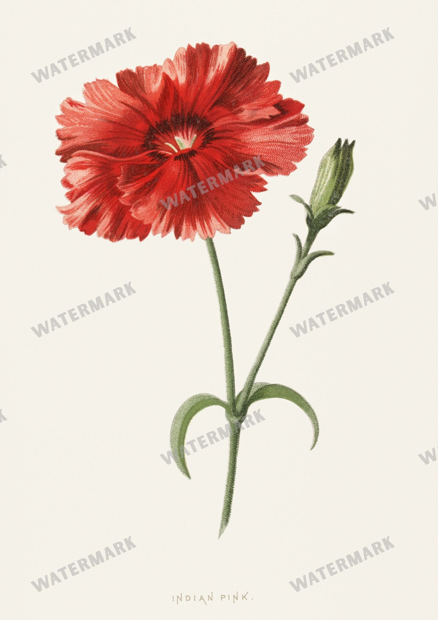 Lithographs Vintage Paintings