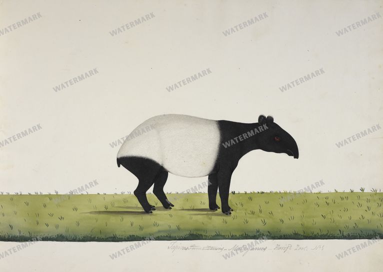 Mixed Ephemera Vintage Prints