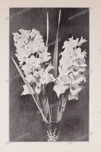 Mixed Ephemera Vintage Prints