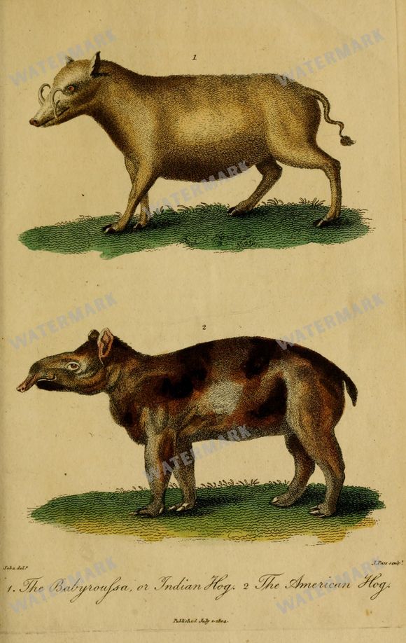 Wildlife Vintage Prints