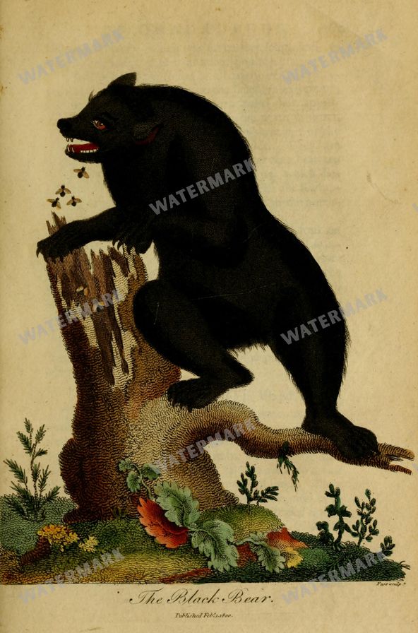 Wildlife Vintage Prints
