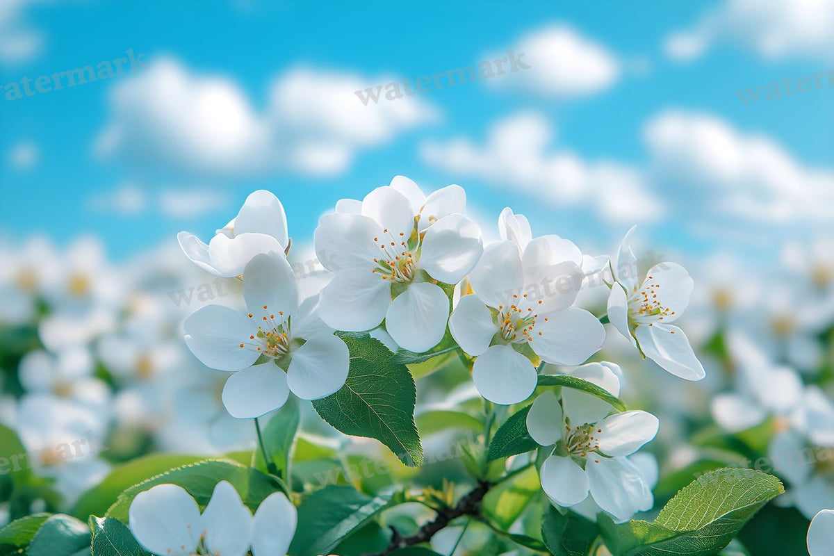 Spring Blossom Escape Backdrop Images