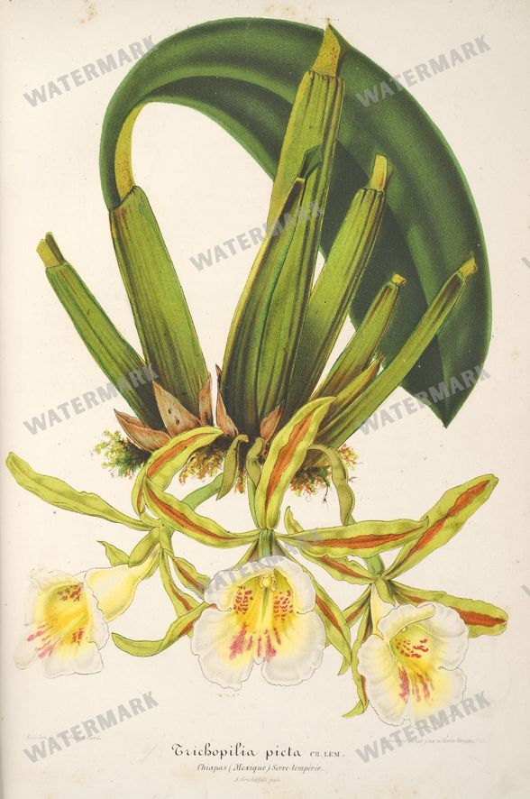 Floral Illustrations