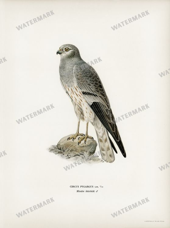 Birds Vintage Prints