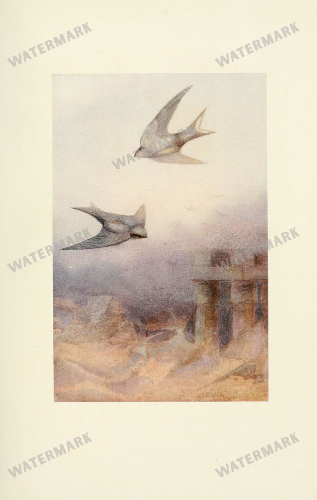 Birds Vintage Prints