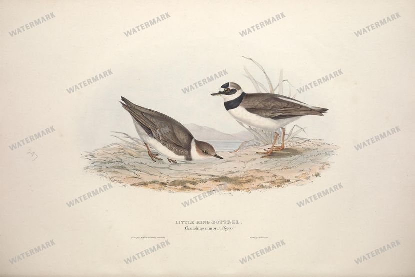 Birds Vintage Prints