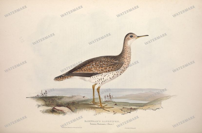 Birds Vintage Prints