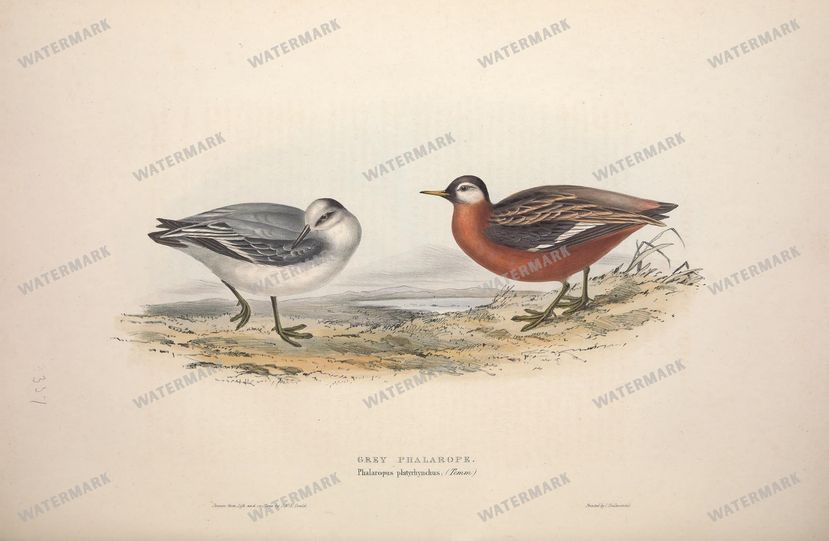 Birds Vintage Prints