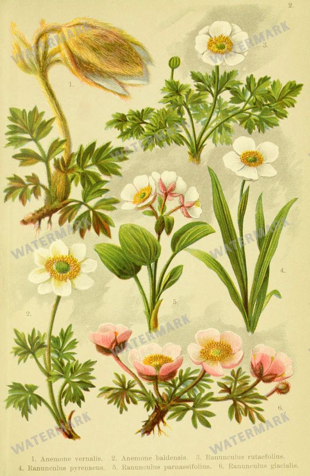 Botanical Alpen-Flora Vintage Prints