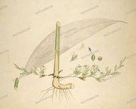 Botanical Plant Vintage Prints