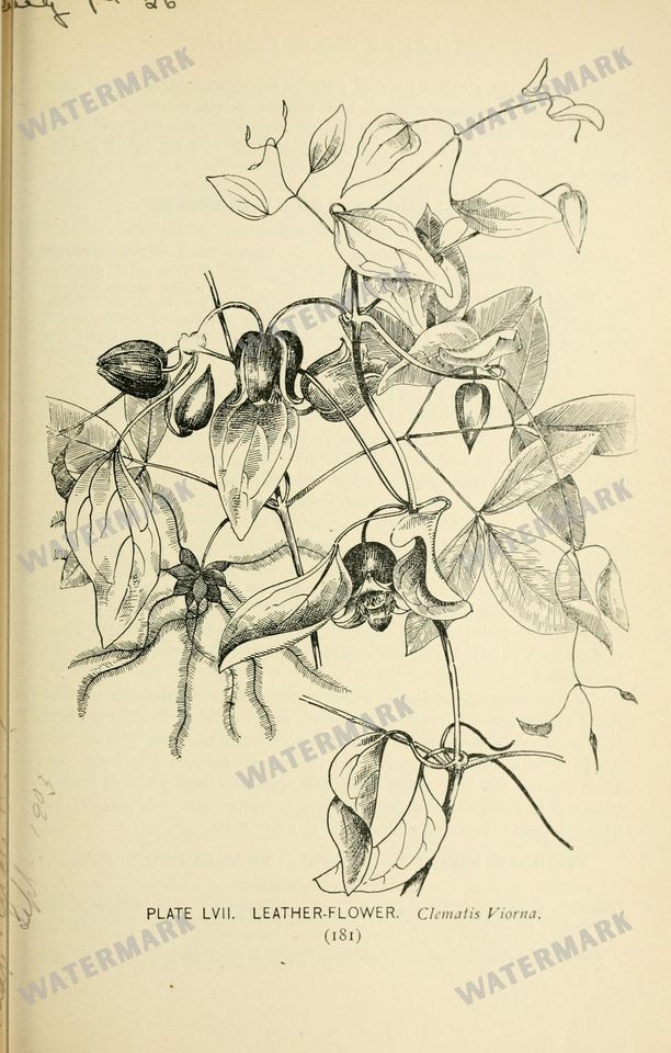 Botanical Sketches Vintage Prints