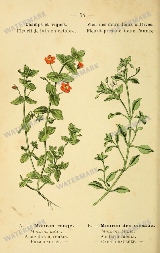Botanical Vintage Prints
