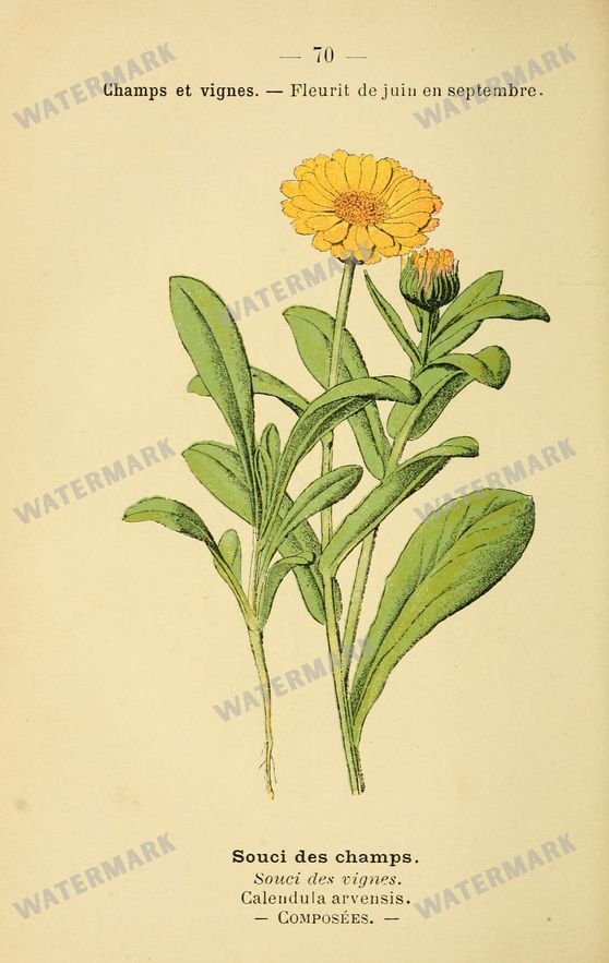 Botanical Vintage Prints