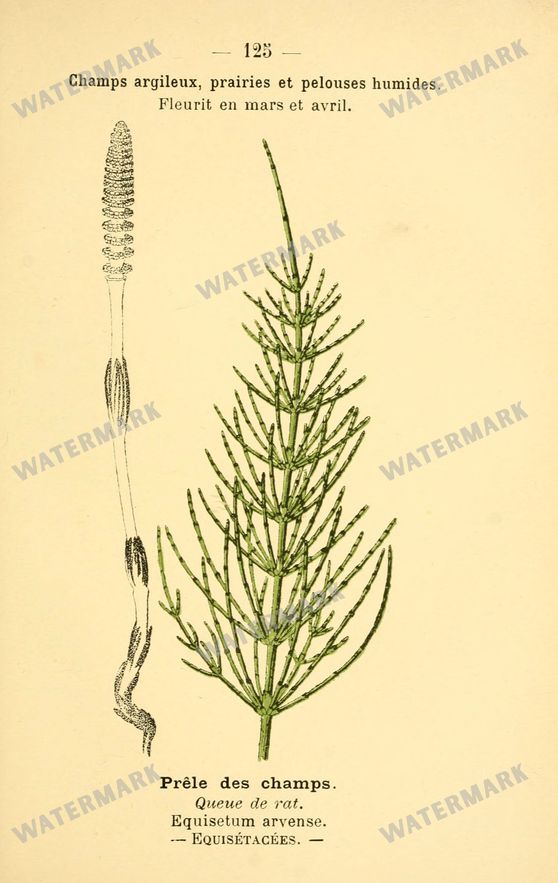 Botanical Vintage Prints