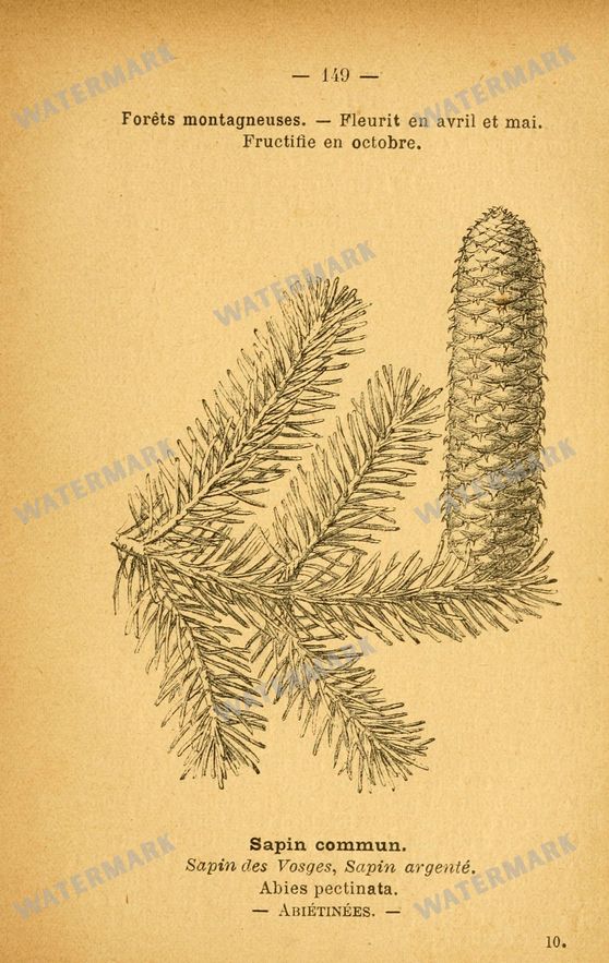 Botanical Vintage Prints