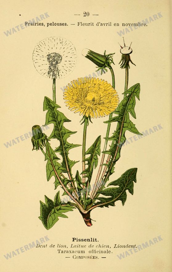 Botanical Vintage Prints