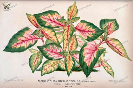 Botanical Vintage Prints