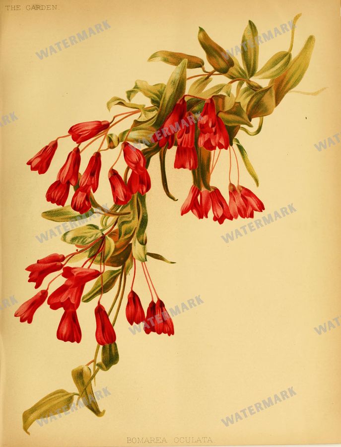 Botanical Vintage Prints