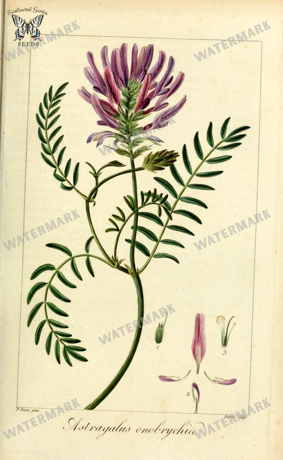 Botanical Vintage Prints