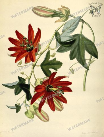 Botanical Vintage Prints