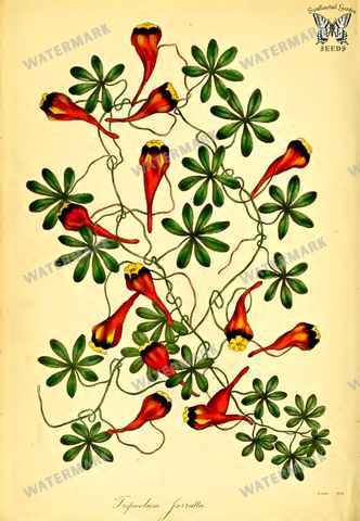 Botanical Vintage Prints
