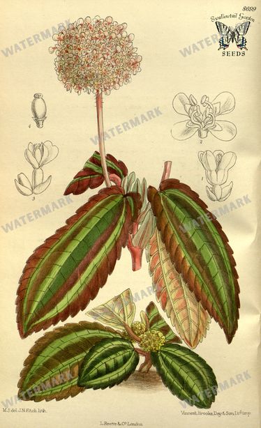Botanical Vintage Prints
