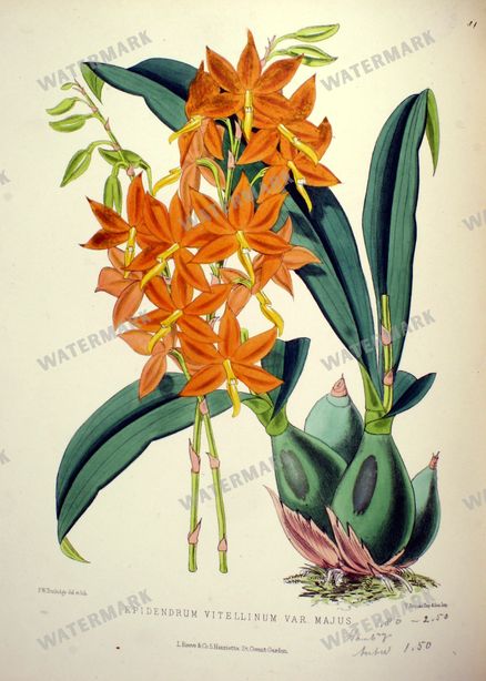 Botanical Vintage Prints
