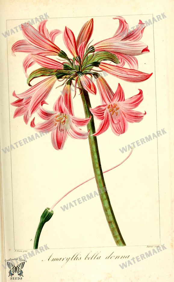 Botanical Vintage Prints