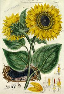 Botanical Vintage Prints